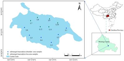 Loss of submerged macrophytes in shallow lakes alters bacterial and archaeal community structures, and reduces their co-occurrence networks connectivity and complexity